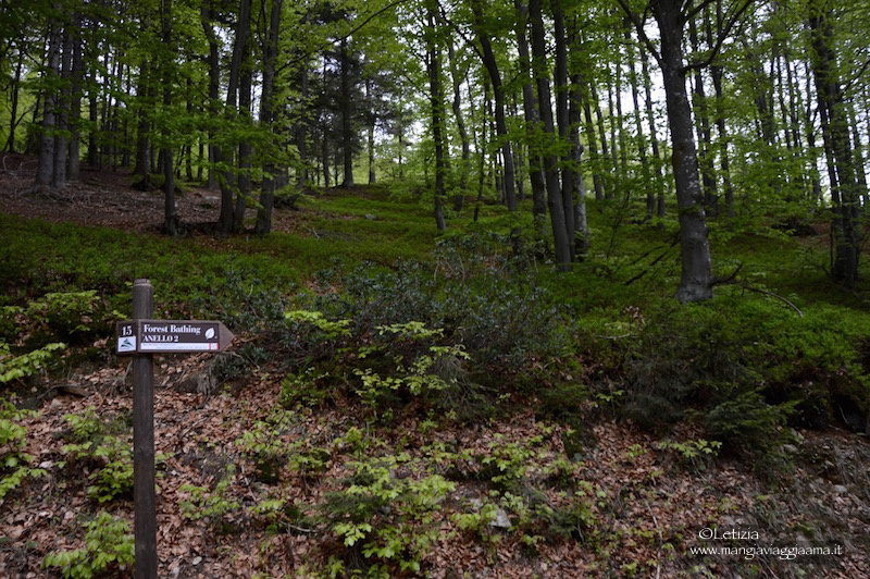 Forest Bathing Oasi Zegna