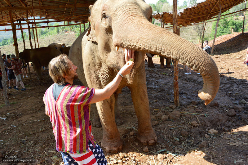 Viaggio in Thailandia elefanti