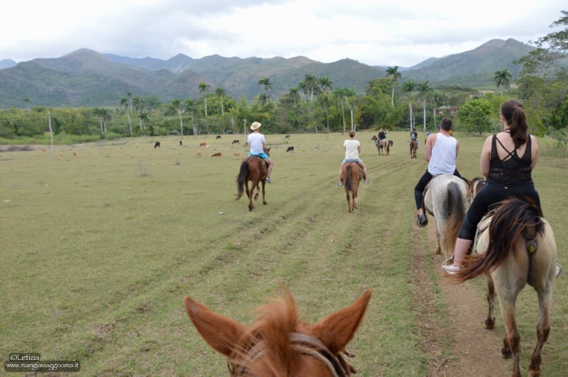 Cavallo Trinidad Cavallo Trinidad
