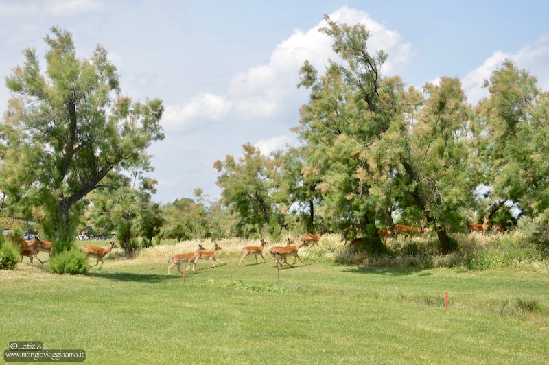 Golf Club Albarella Golf Club Albarella