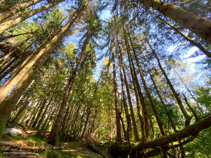 Bosco Vecchio Vajont