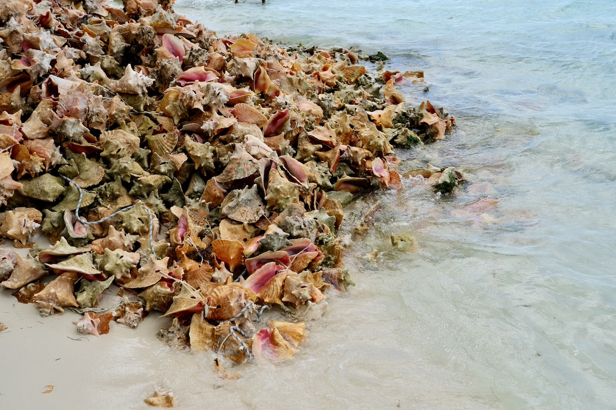 Conch salad Exuma, viaggio alle Bahamas