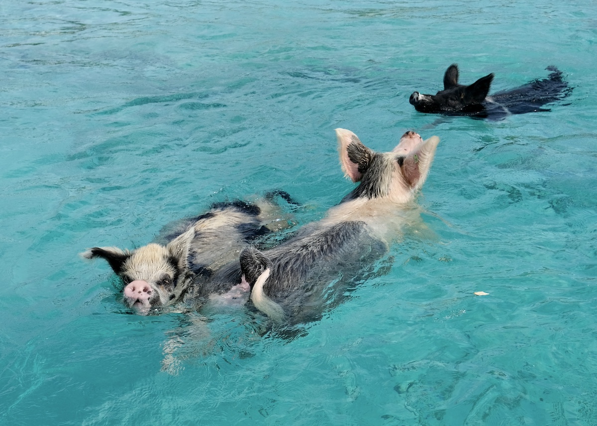 Nuotare con i maiali a Pig Beach, Bahamas