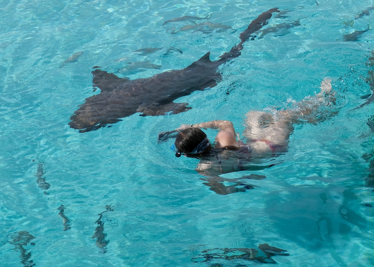 Nuotare con squali nutrice Exuma, Bahamas