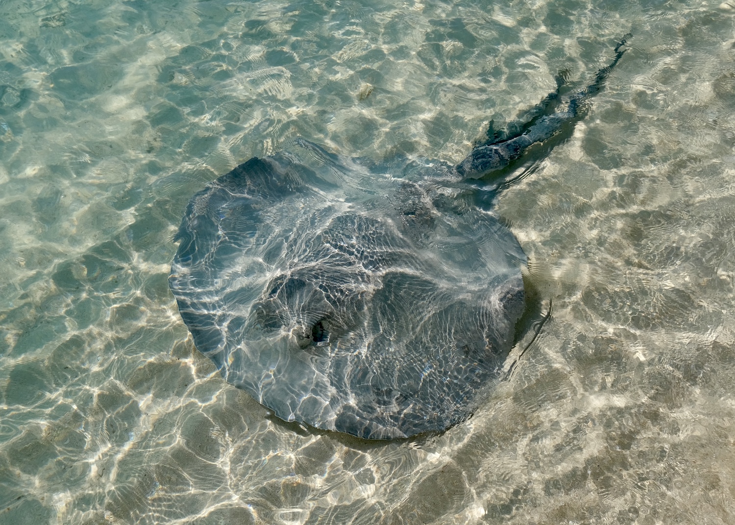 Stingray in spiaggia a Exuma
