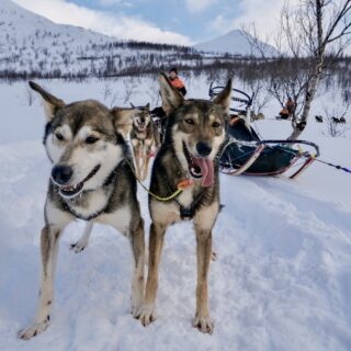 Cosa fare a Tromso: dog sledding