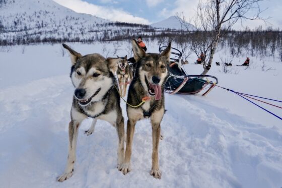 Cosa fare a Tromso: dog sledding