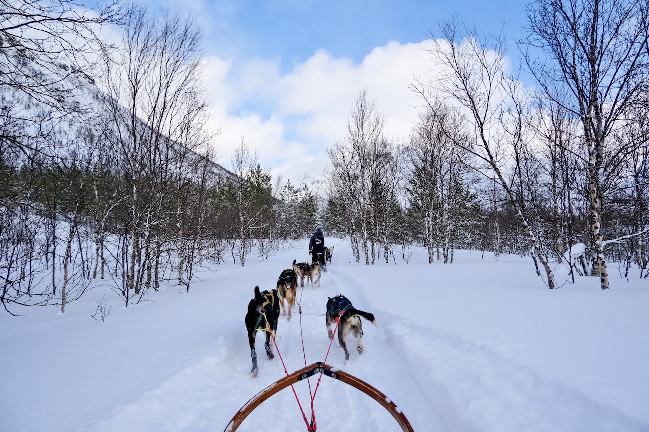 Cani da slitta a Tromso Norvegia