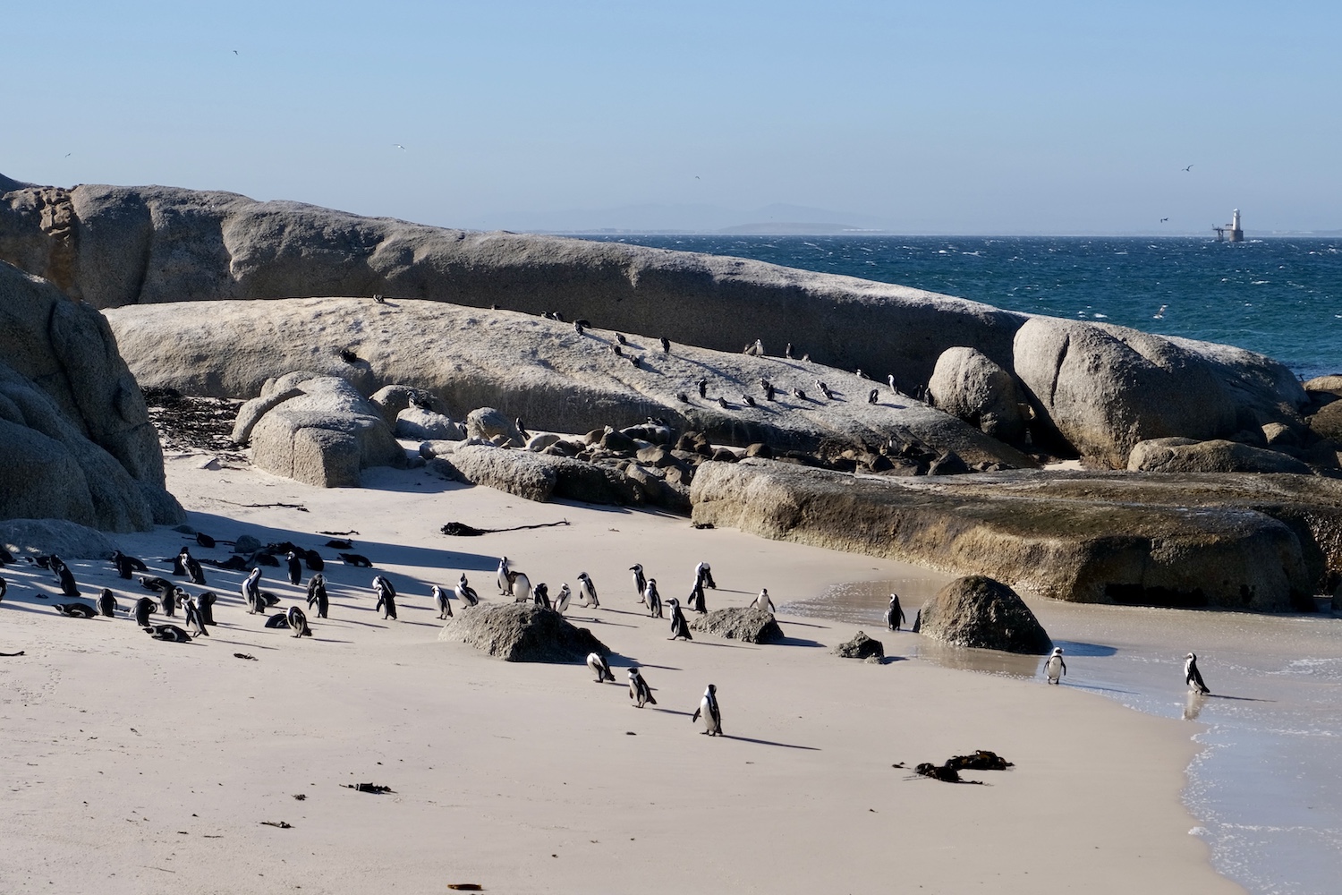 Boulders Beach pinguini Sudafrica