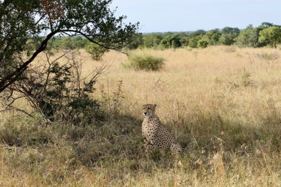 Come organizzare safari Kruger