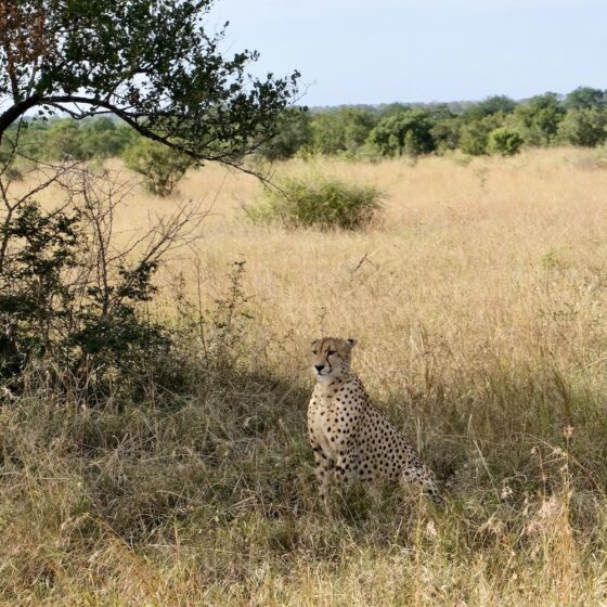 Come organizzare safari Kruger
