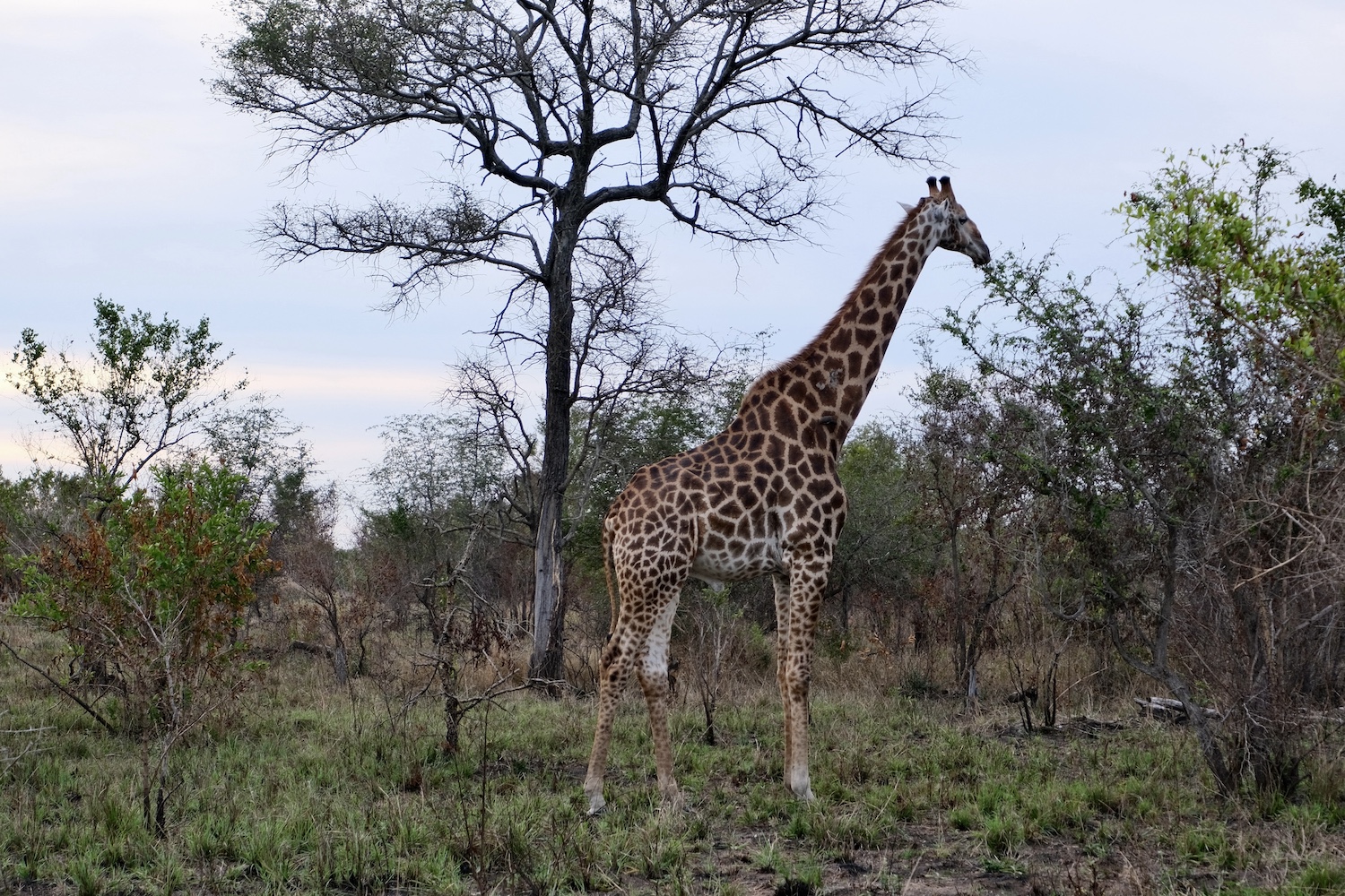 Safari in Sudafrica: Marloth Park Safari in Sudafrica: Marloth Park