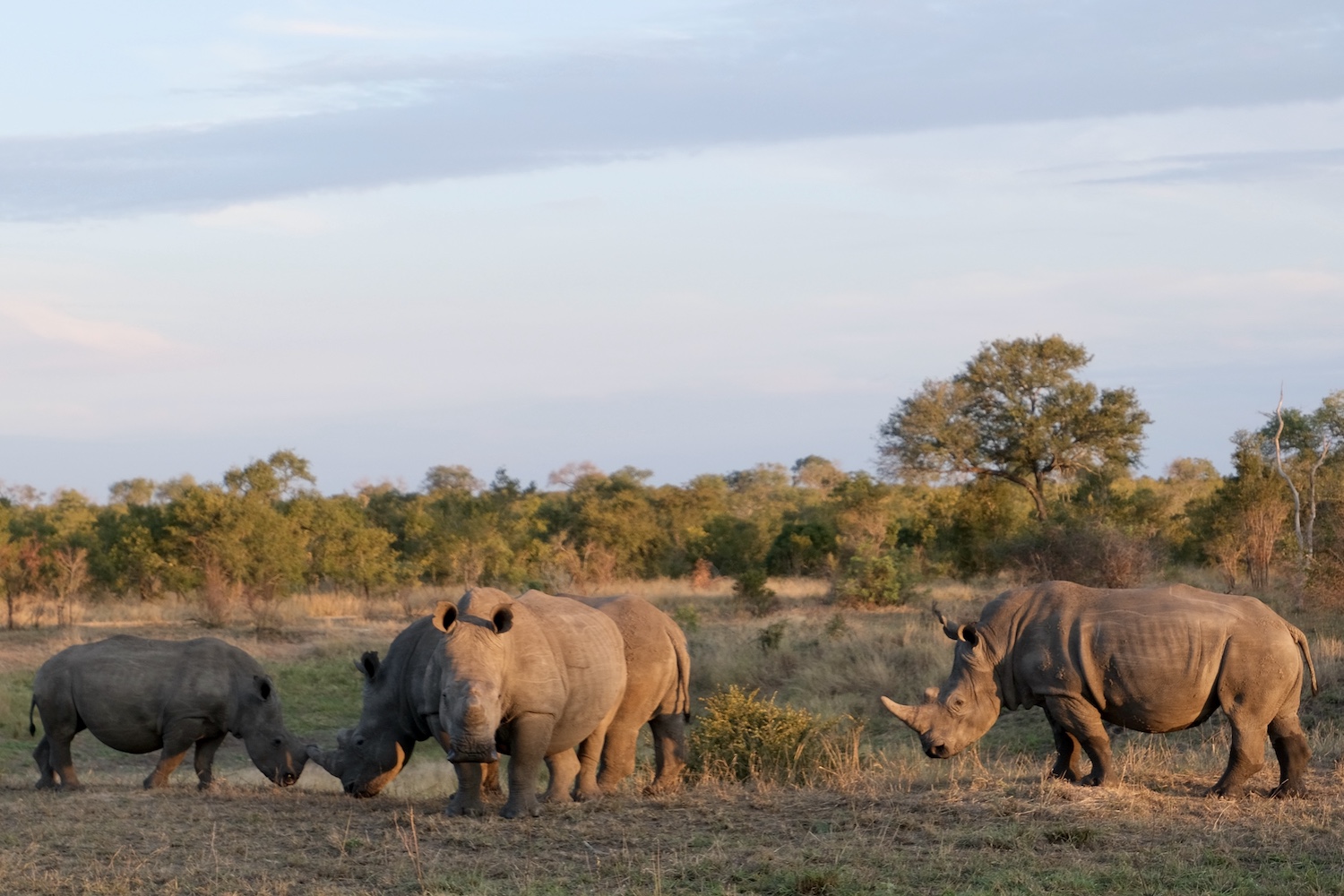 Safari al Kruger NP