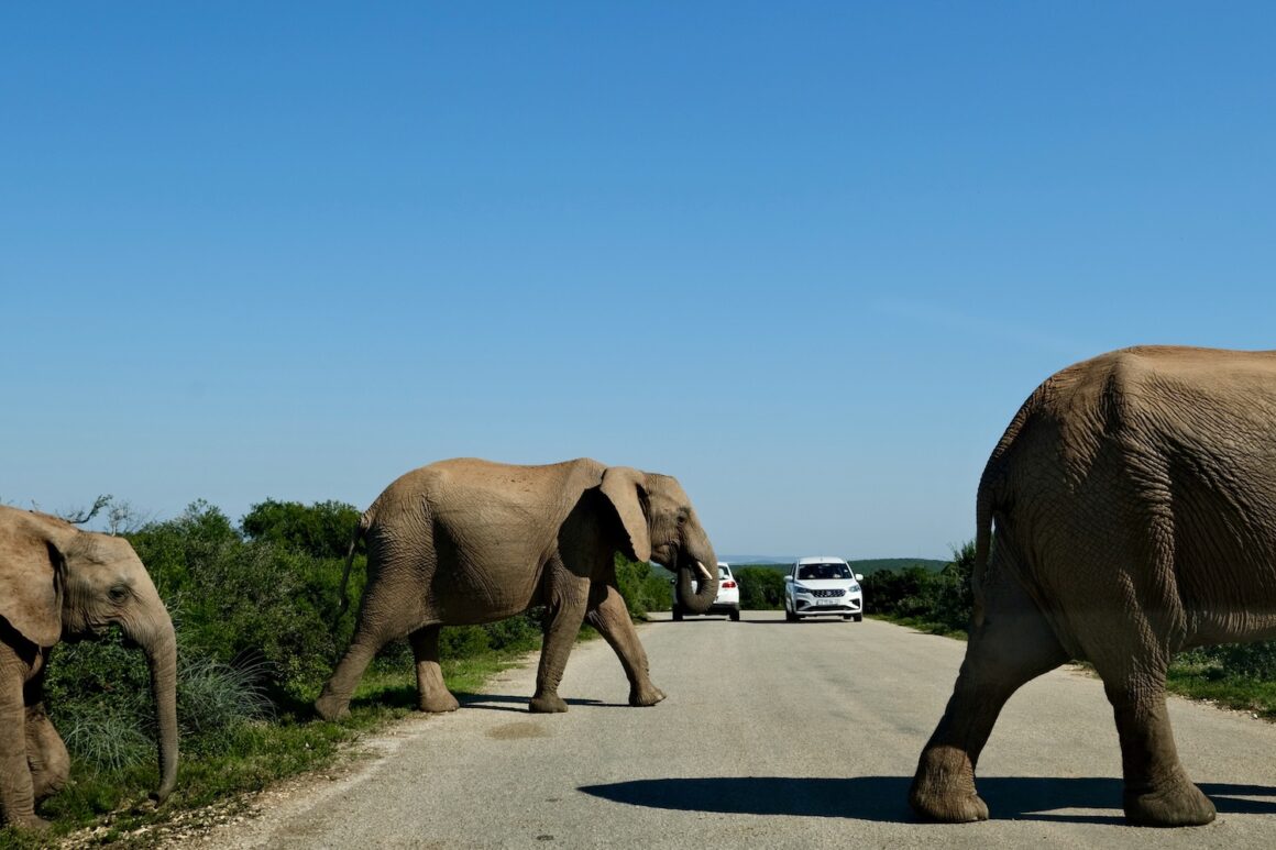 Safari in Sudafrica self drive