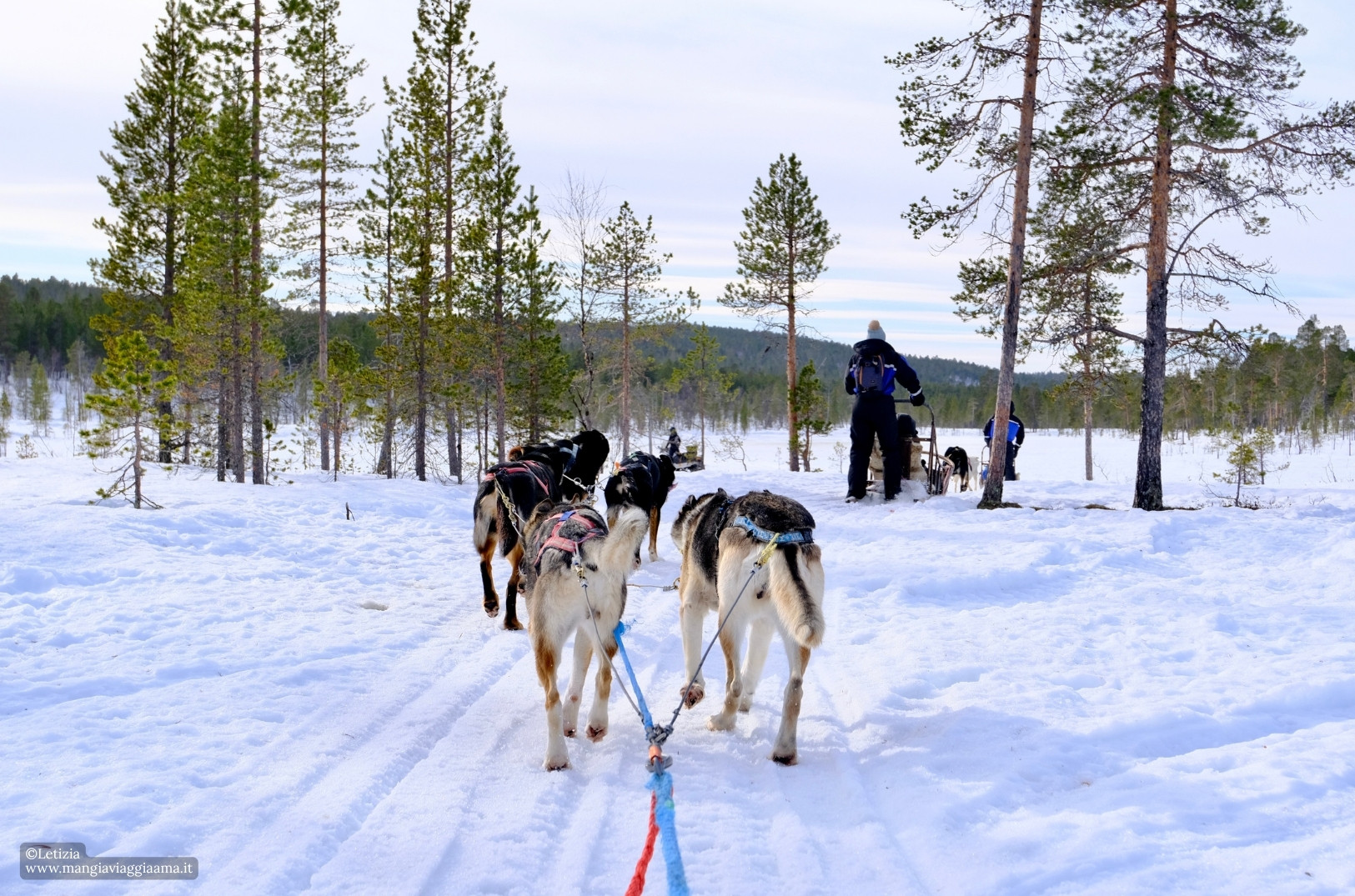 Cosa fare a Inari: cani da slitta Cosa fare a Inari: cani da slitta