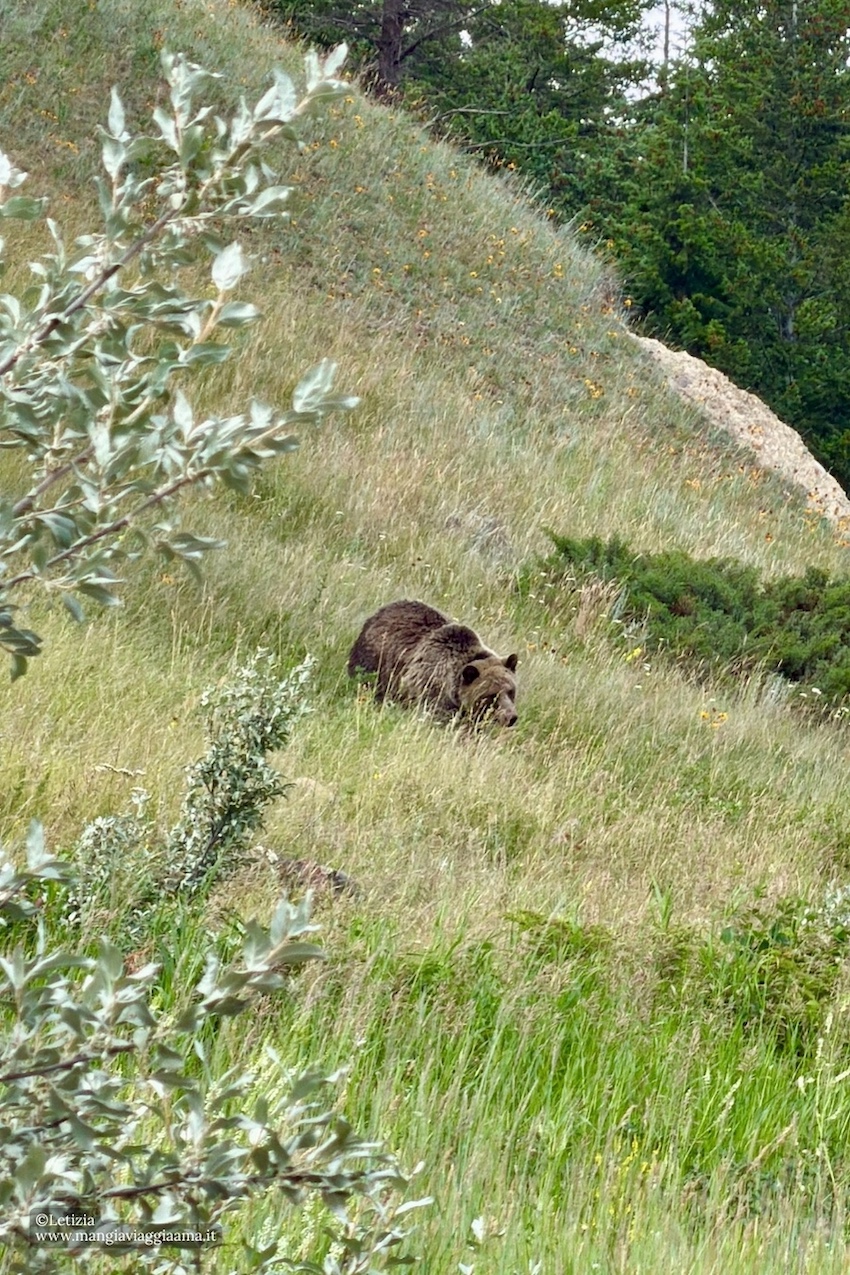 Bear country orsi Canada